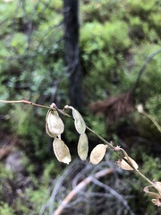 Hedysarum sulphurescens