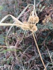Cyperus entrerianus