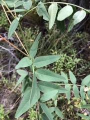 Hedysarum sulphurescens