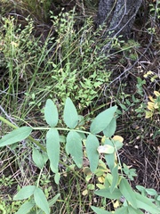 Hedysarum sulphurescens