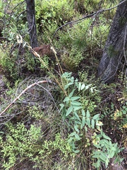 Hedysarum sulphurescens