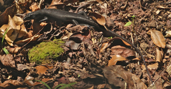 Emoia nigra