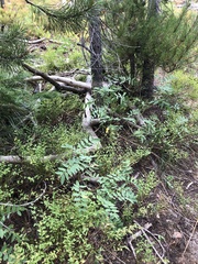 Hedysarum sulphurescens