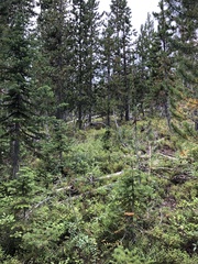 Hedysarum sulphurescens