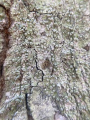 Pertusaria sinusmexicani