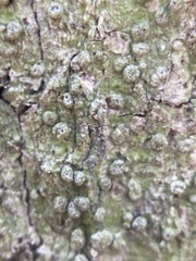 Pertusaria sinusmexicani