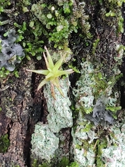 Tillandsia tricholepis