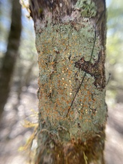 Brigantiaea leucoxantha