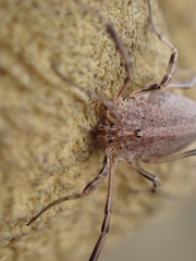Odiellus troguloides