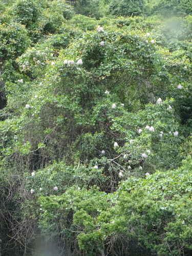 Calodendrum capense