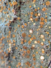 Brigantiaea leucoxantha