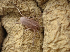 Odiellus troguloides
