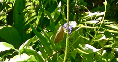 Oriens augustula