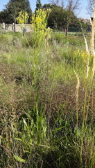 Senecio inornatus