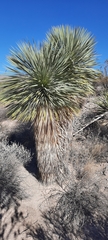 Yucca rostrata