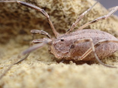 Odiellus troguloides