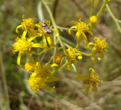 Senecio inornatus