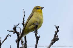 Zosterops virens virens