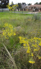 Senecio inornatus