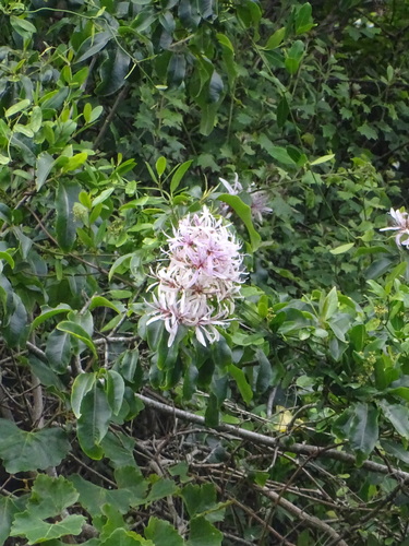 Image of Calodendrum capense by (c) Shaun Swanepoel, some rights reserved (CC BY)