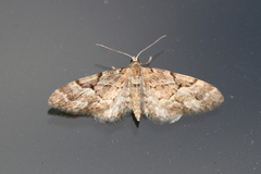 Eupithecia lanceata