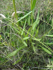 Senecio inornatus