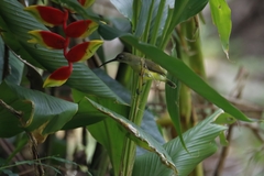 Arachnothera longirostra