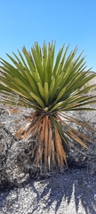 Yucca faxoniana