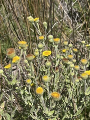 Pulicaria scabra