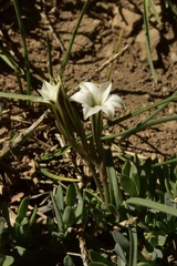 Tristagma circinatum