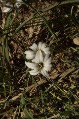 Tristagma circinatum