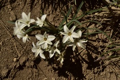 Tristagma circinatum