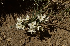 Tristagma circinatum