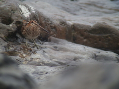 Gallinago gallinago faeroeensis