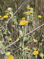 Pulicaria scabra