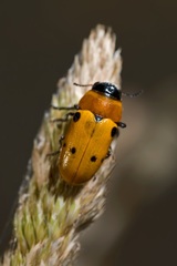 Tituboea sexmaculata