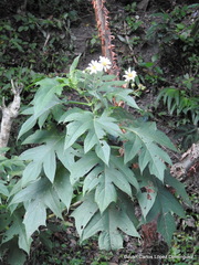 Montanoa grandiflora