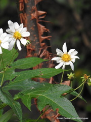 Montanoa grandiflora