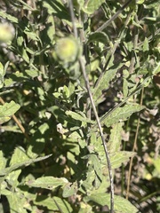 Pulicaria scabra