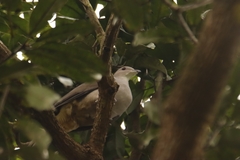 Ducula cuprea