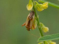 Adelphocoris suturalis