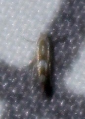 Philonome clemensella