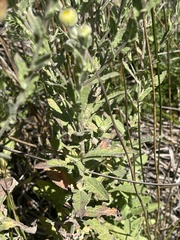 Pulicaria scabra