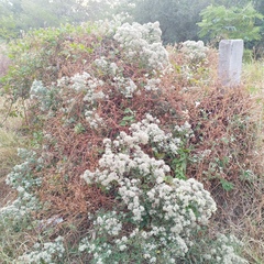 Salpianthus arenarius