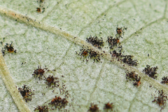 Phragmidium rubi-idaei