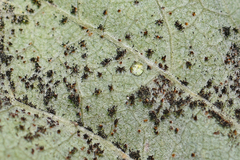 Phragmidium rubi-idaei