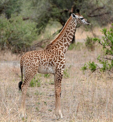 Giraffa camelopardalis