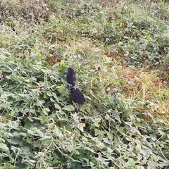 Crotophaga sulcirostris