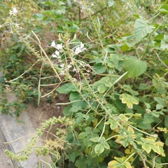 Cleome
