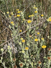 Pulicaria scabra